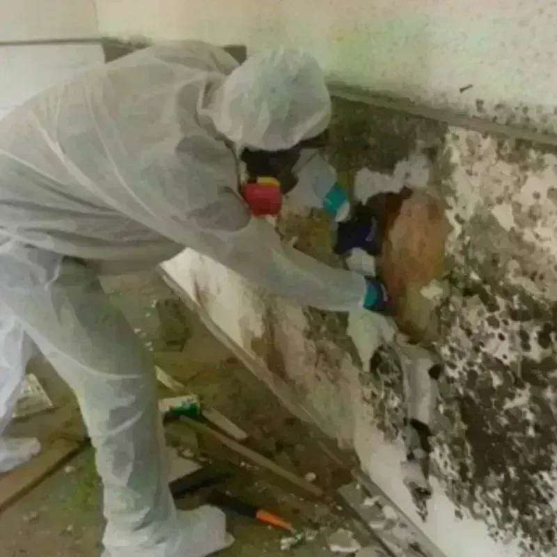 Mold Remediation and Removal in Banks, OR